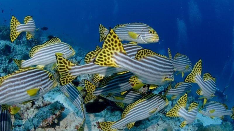 Poissons tropicaux Thaïlande