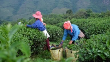 Agriculteurs thaïlandais