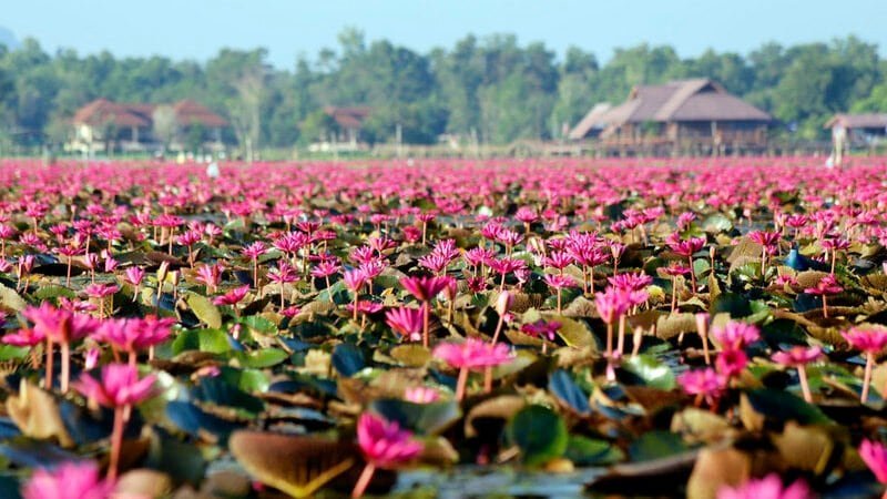 Phatthalung Thaïlande
