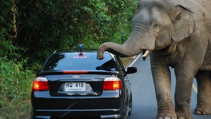 Éléphant en Thaïlande