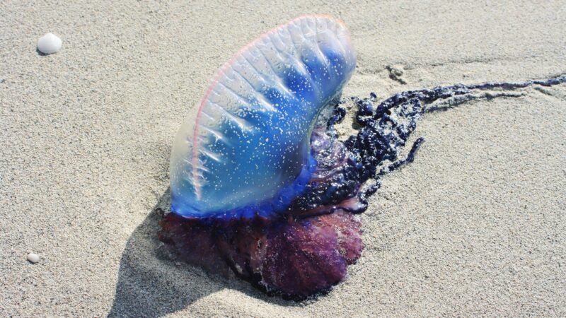 Méduse bleue échouée sur le sable de la plage en Thaïlande.