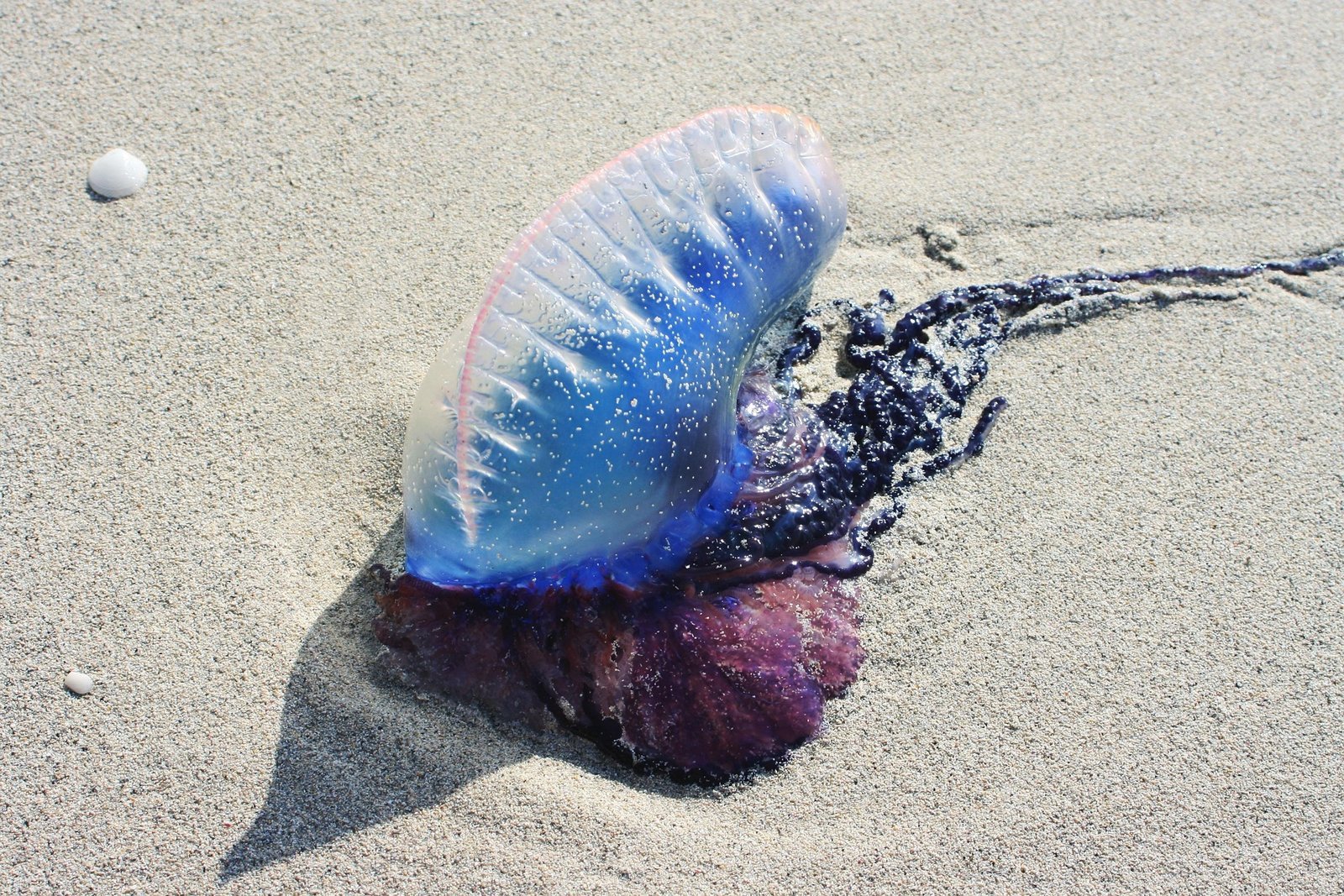 Méduse bleue échouée sur le sable de la plage en Thaïlande.