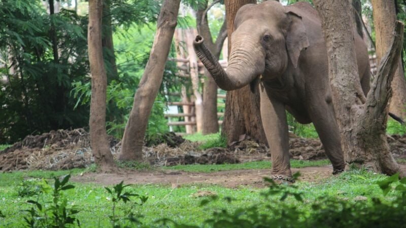 Éléphant dans la nature en Thaïlande, respectueux de l'environnement.