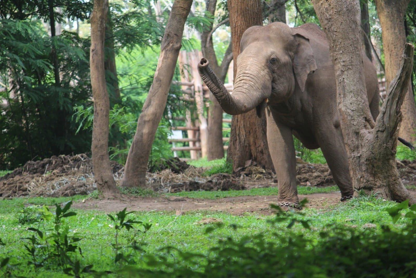 Éléphant dans la nature en Thaïlande, respectueux de l'environnement.