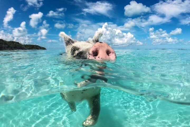 Cochon nageant dans l'eau turquoise à Koh Madsum en Thaïlande.