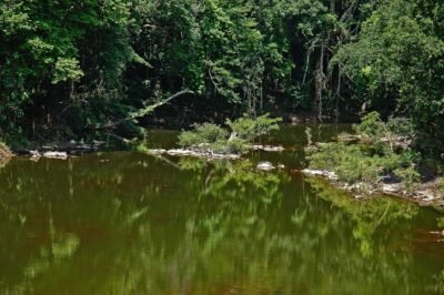 Rivière tranquille entourée de forêt dense à Khao Yai, Thaïlande.