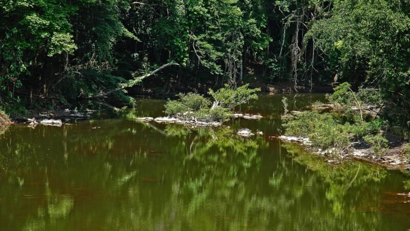 Rivière tranquille entourée de forêt dense à Khao Yai, Thaïlande.