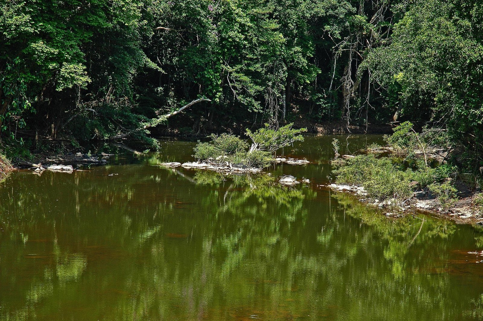 Rivière tranquille entourée de forêt dense à Khao Yai, Thaïlande.