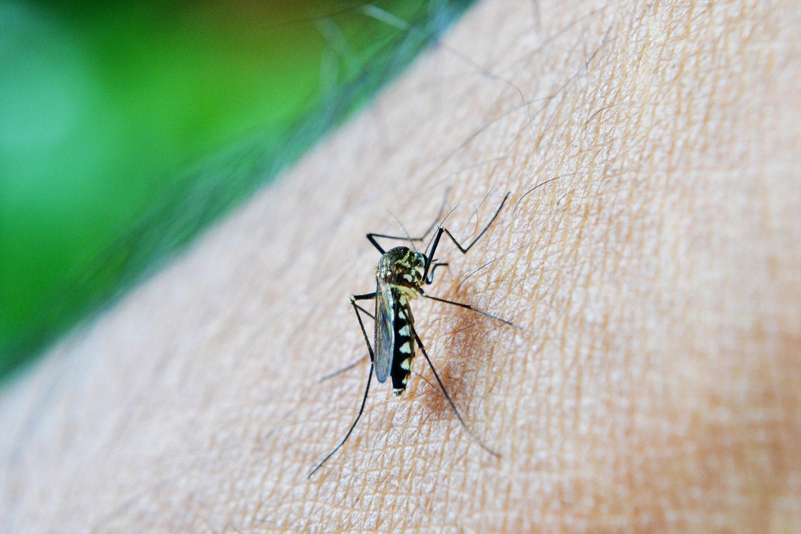 Moustique piquant la peau humaine en Thaïlande.
